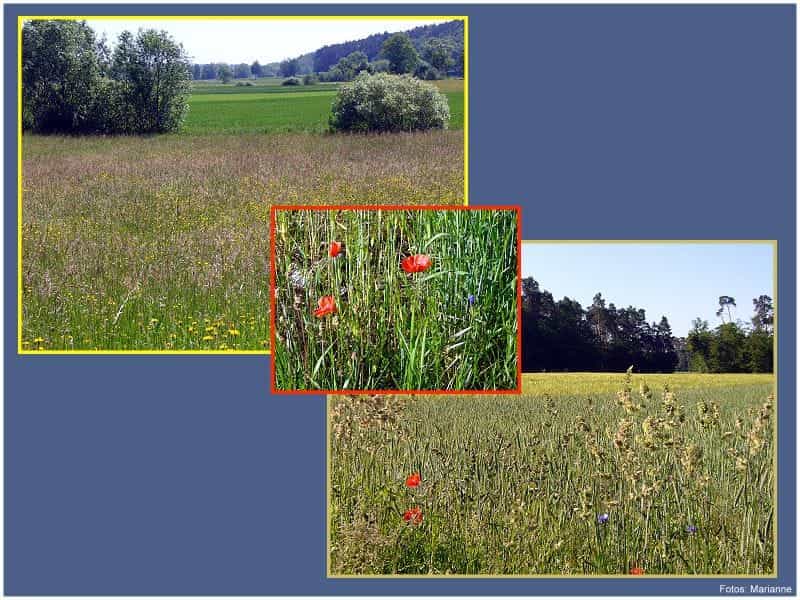 Sommerwiesen Sommerwiesen